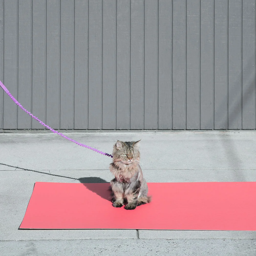 cat_leash.jpg