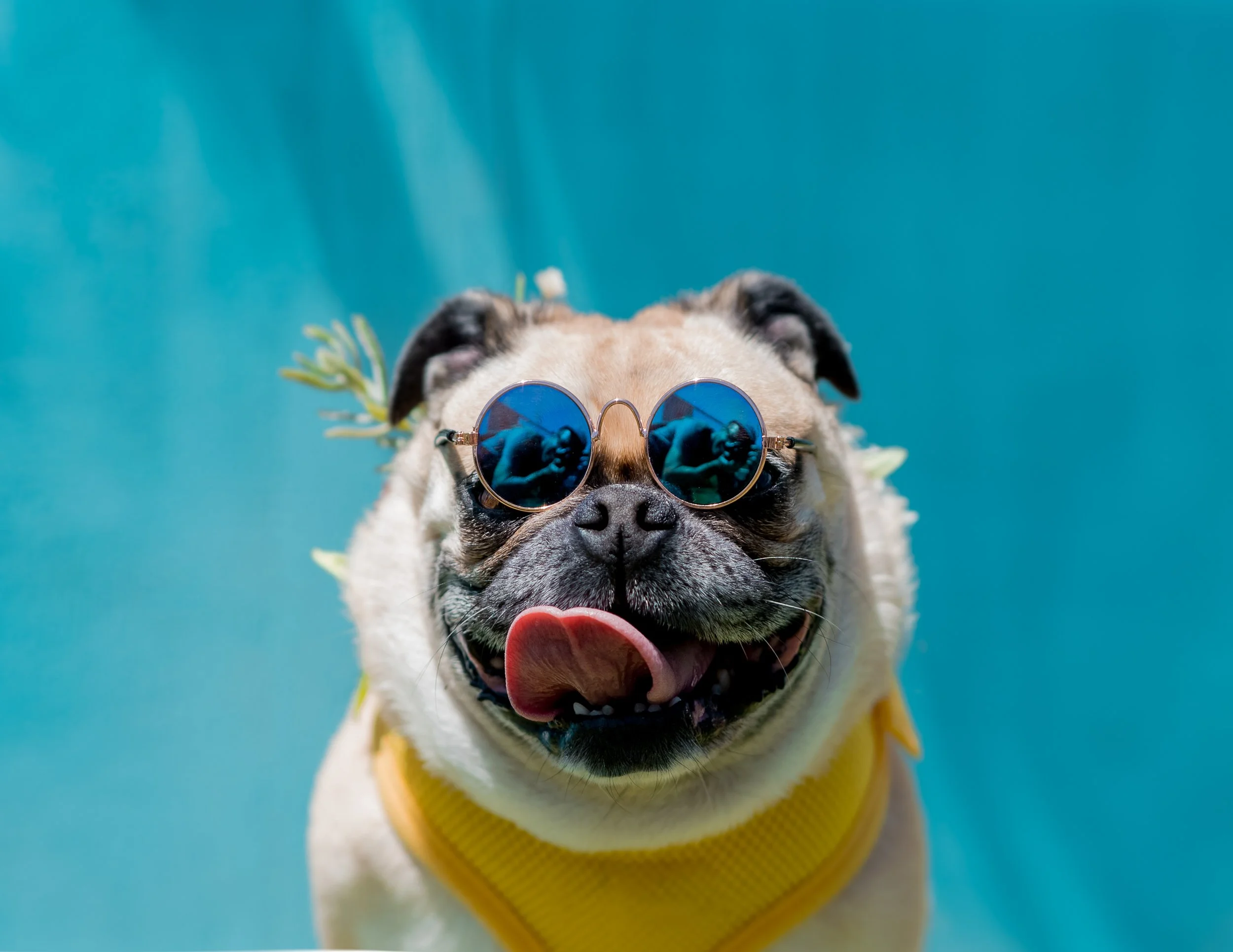 pugchella.jpg
