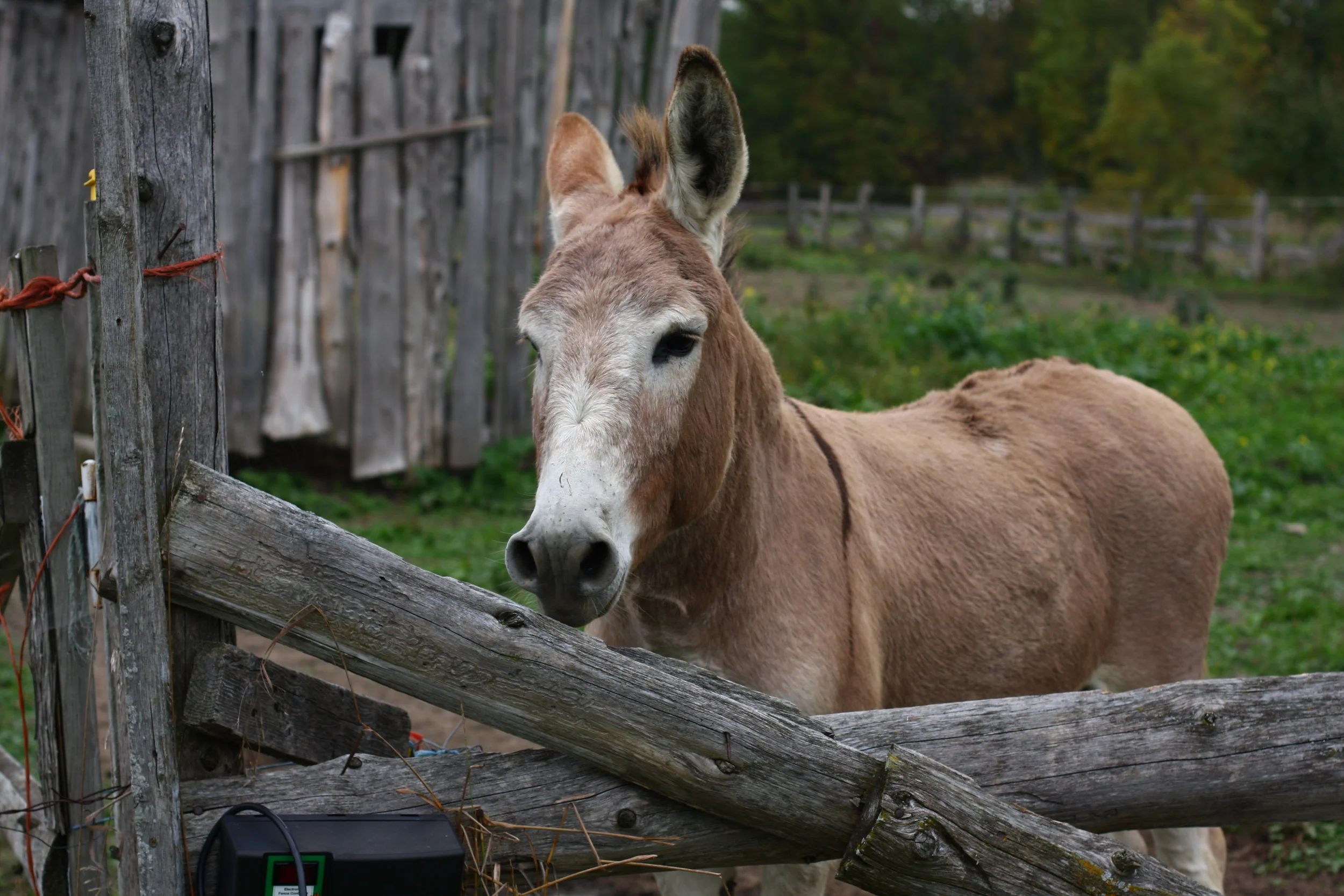 organic_farming_donkey