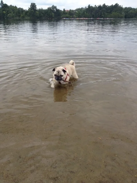 The pug cooling off