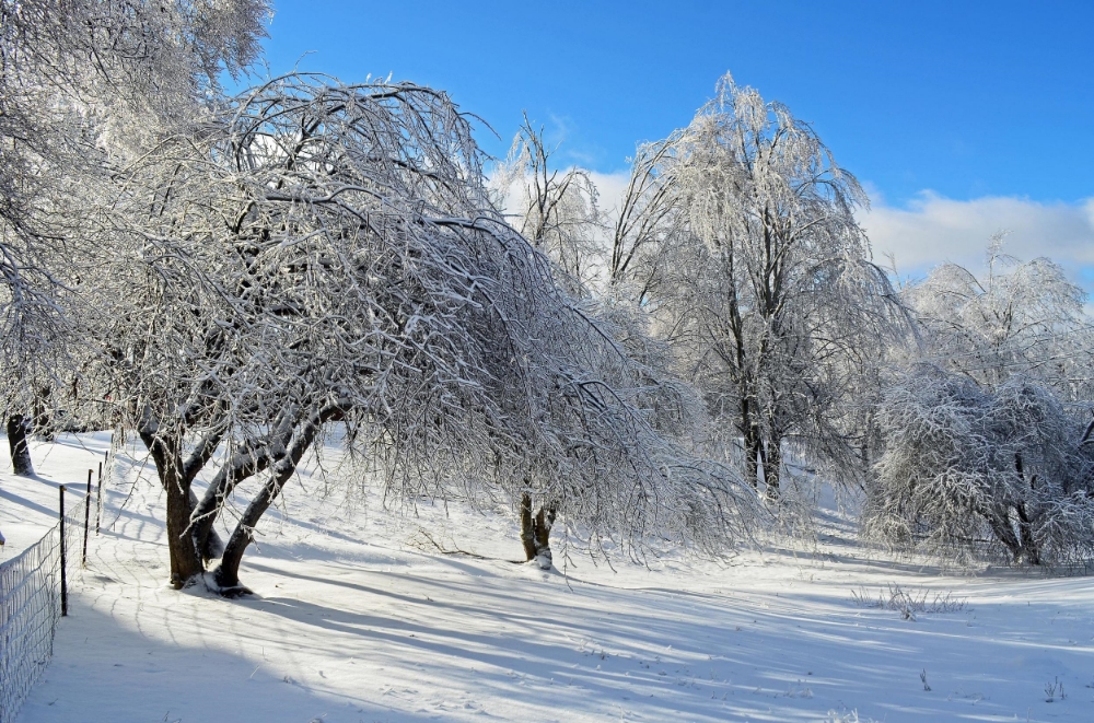 Trees bent under the ice
