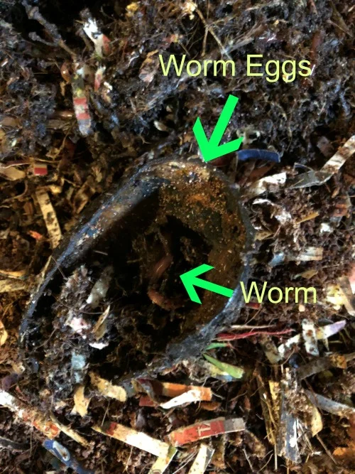 happy worms.jpg