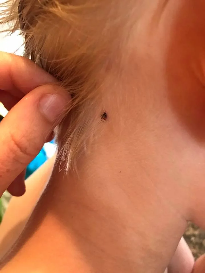 Tick2.jpg