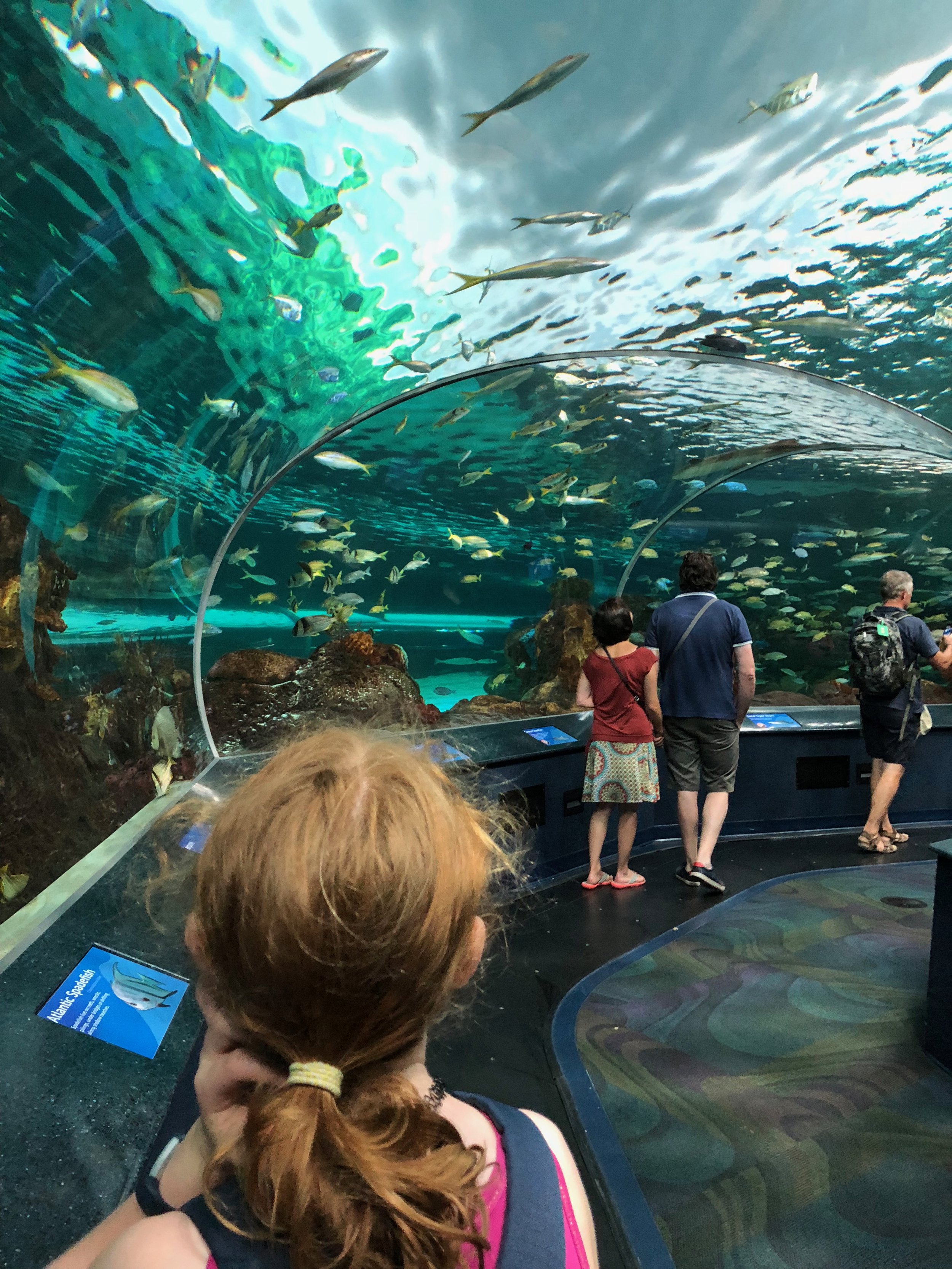 visit cn tower and aquarium