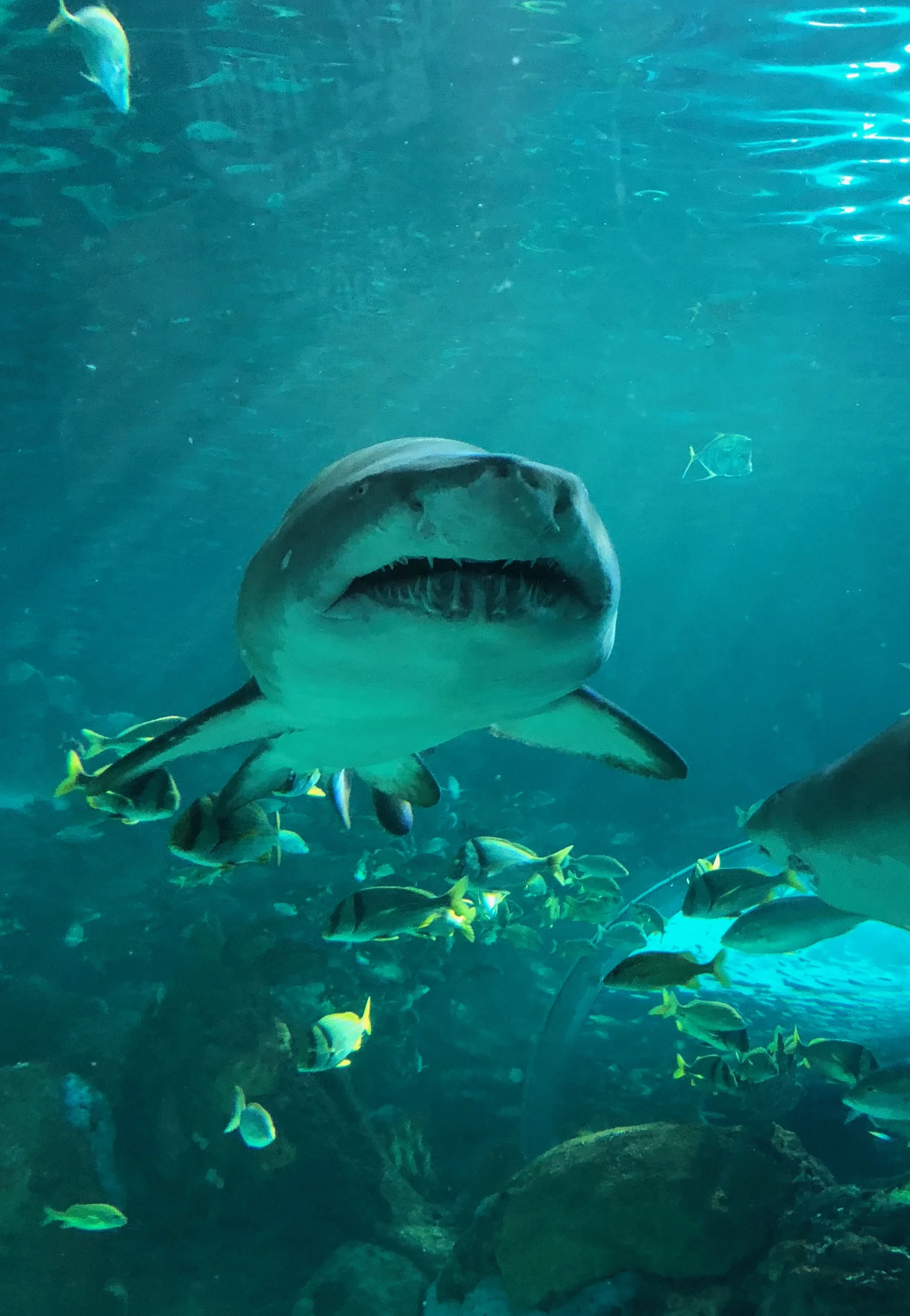 Family Travel The CN Tower and Ripley’s Aquarium of Canada — Kids in