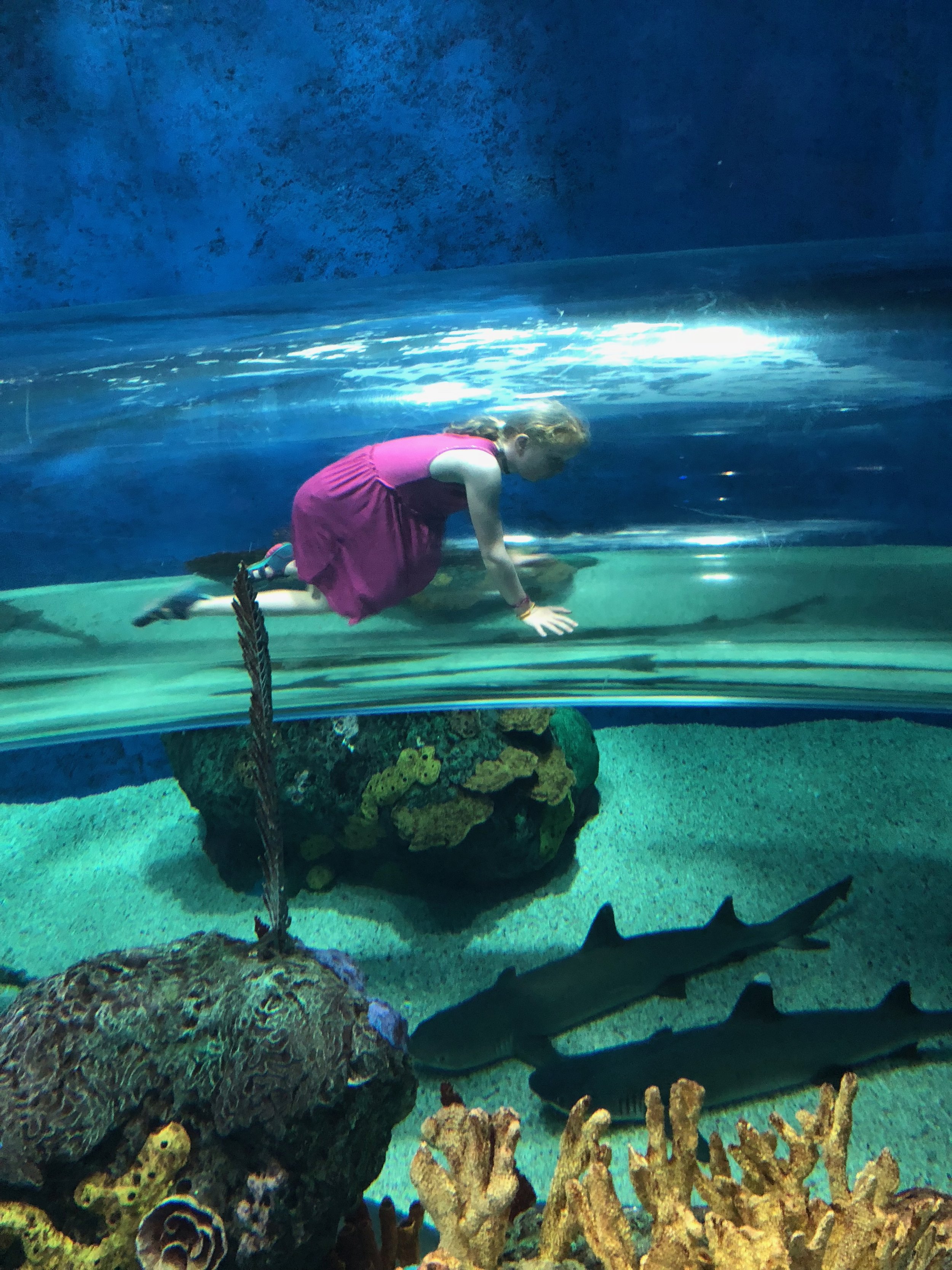 Family Travel: The CN Tower and Ripley's Aquarium of Canada — Kids in the  Capital