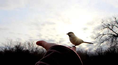 Find a chickadee at Mer Bleue Bog