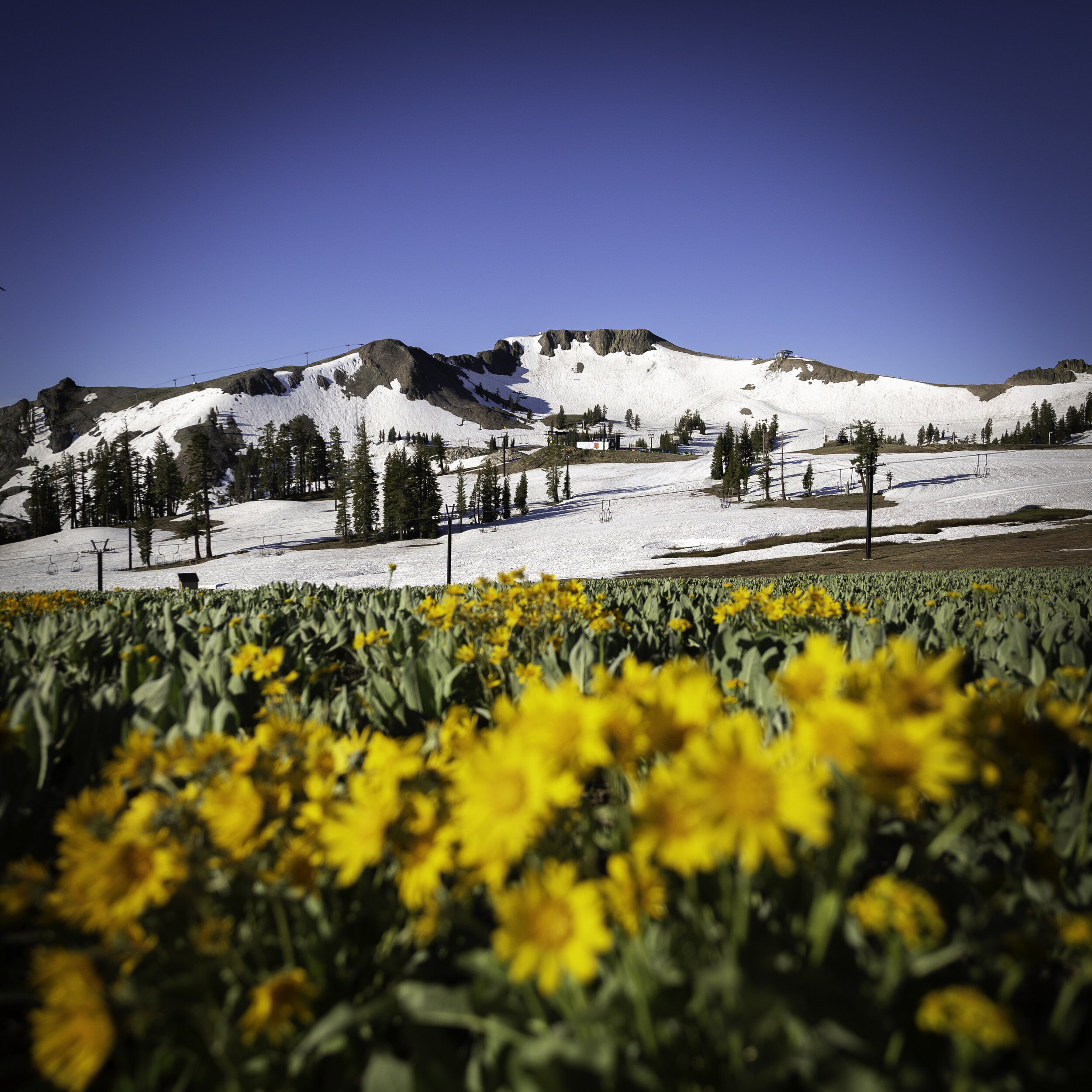 2019-07-03_AM_BenArnst_HighCamp Flowers_0008.JPG