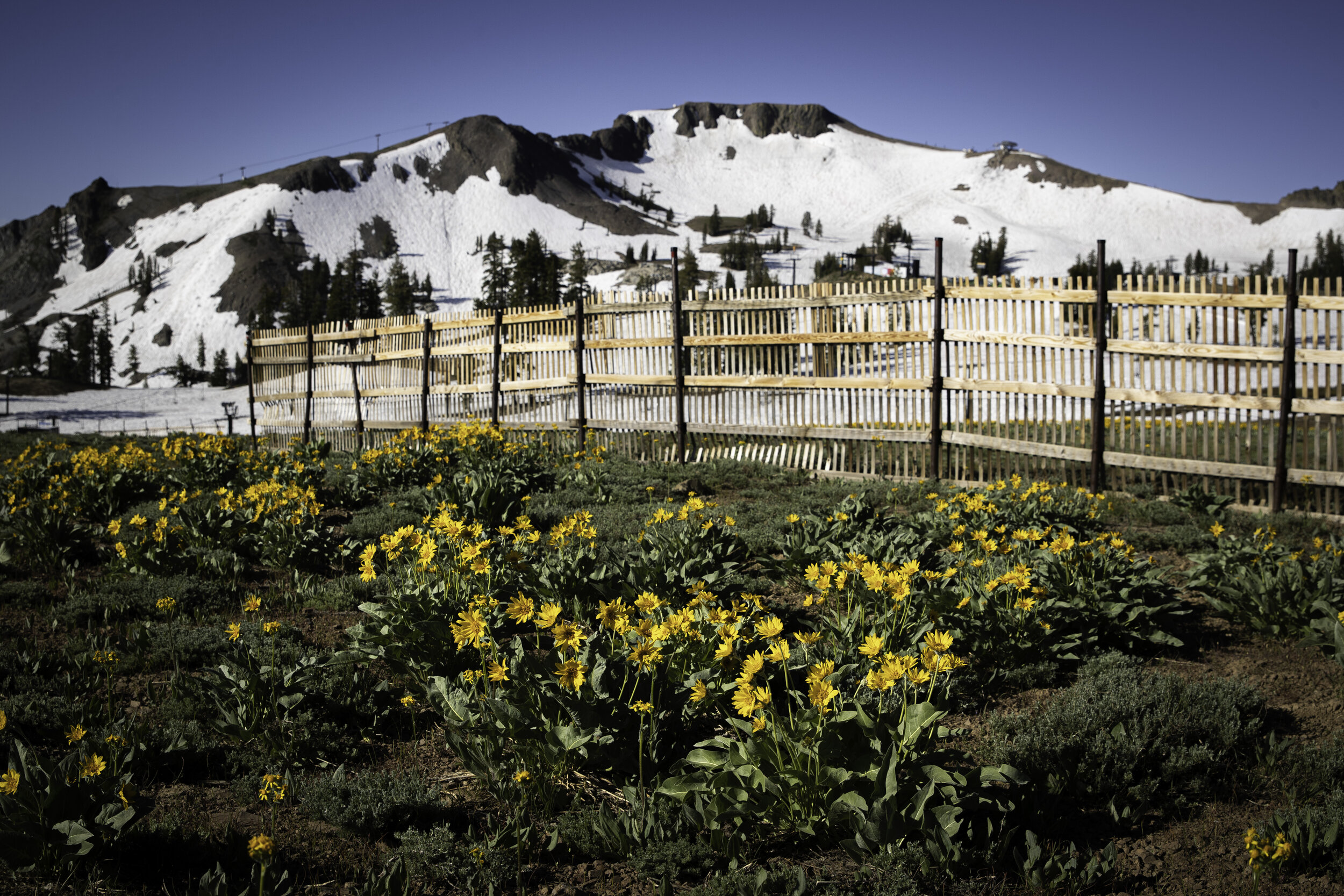 2019-07-03_AM_BenArnst_HighCamp Flowers_0017.JPG