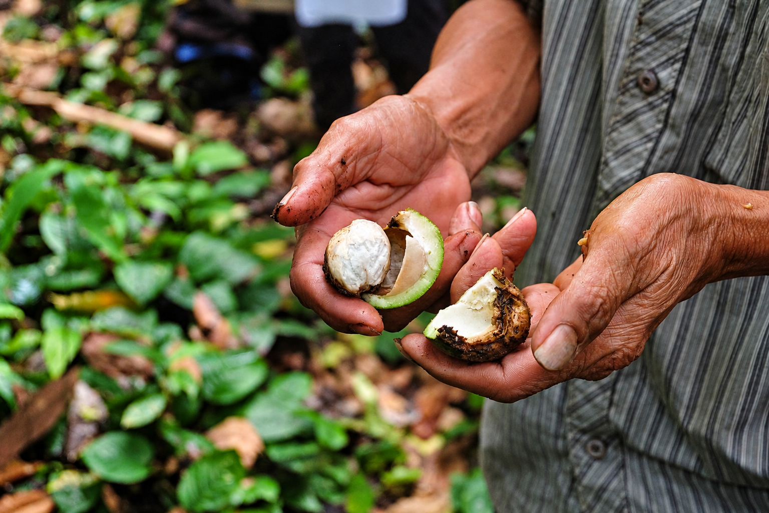 Mother Trees and Ulin: Protecting the Future of Borneo Ironwood