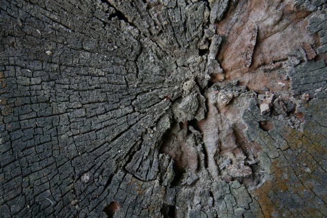 Naturally eroded end grain of a mahogany log... ain't she beautiful?