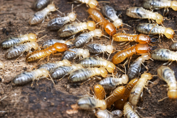 The enemy of wood... subterranean termites