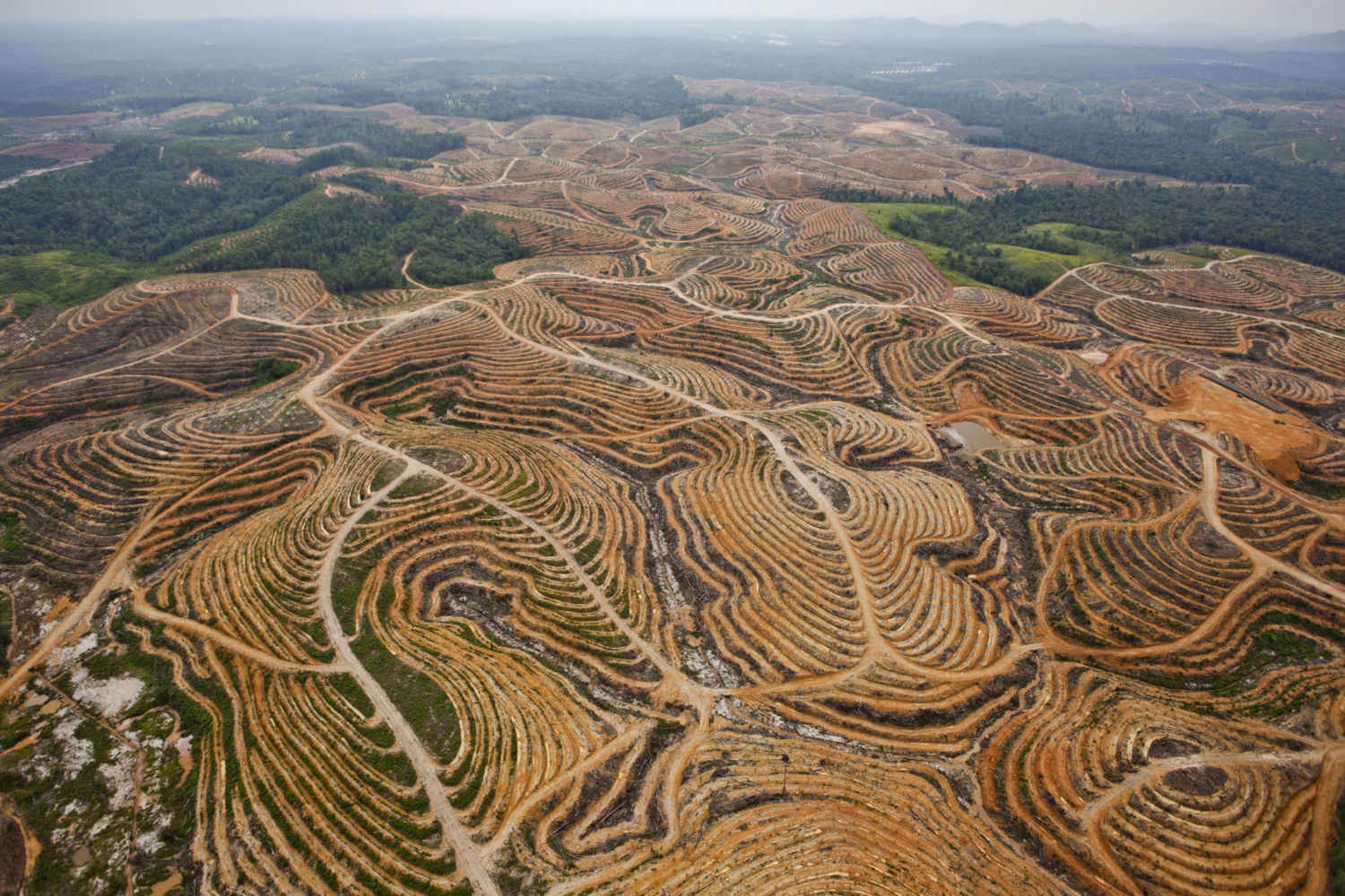 Rate of deforestation in Indonesia overtakes Brazil — Kaltimber