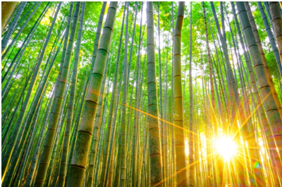 Properties and care of bamboo