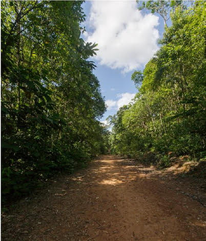 Secondary Forest, Ecuador (Austin State University, 2016)