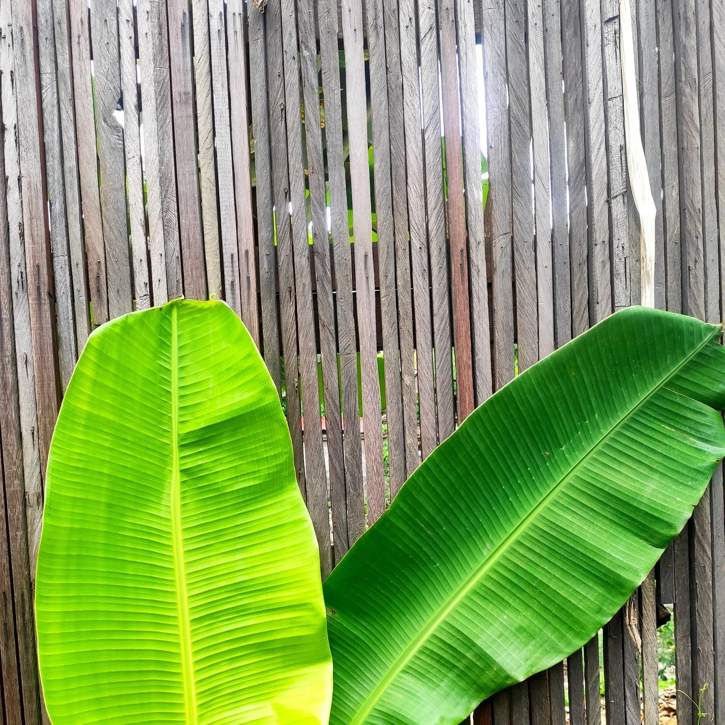 Nothing wasted. Not even the offcuts.

This fence was made from reclaimed ironwood pieces that were too small for decking or structural components. Instead of discarding them, they were arranged into a textured screen that brings rhythm and character