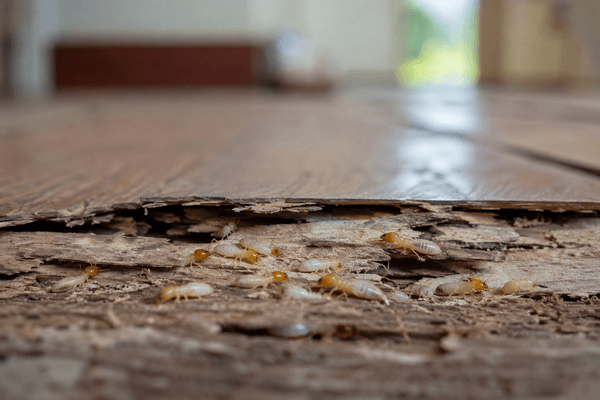 How to Prevent Termites in Timber Construction: Ulin Wood &amp; Building Tips
