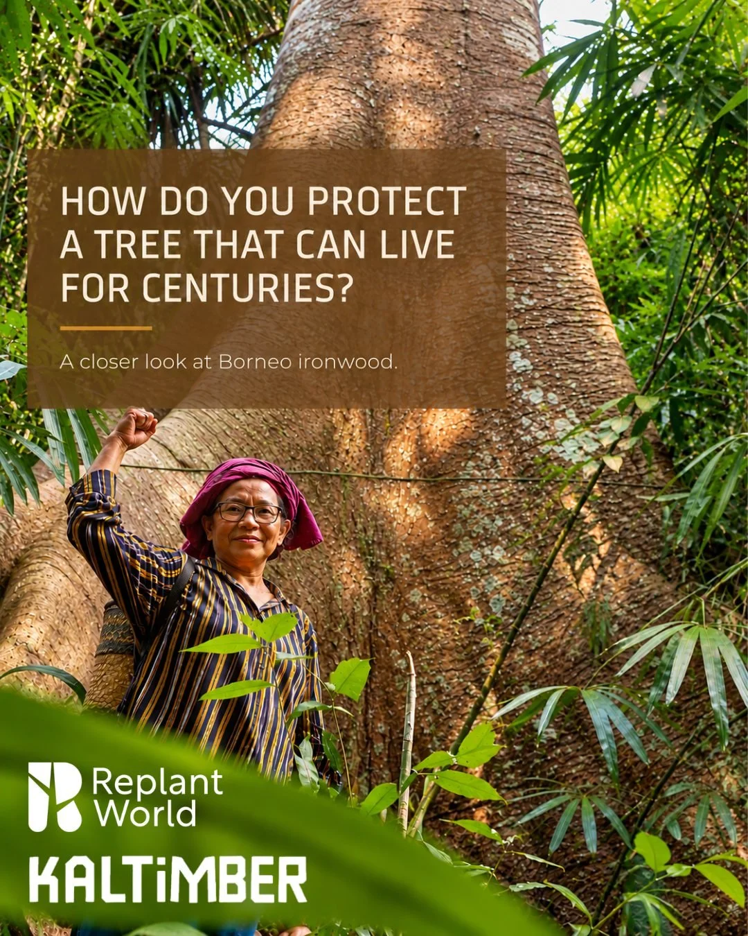 Ulin, or Borneo ironwood, can live for more than a thousand years. Its future starts with protecting what is already standing.

Our latest article looks at mother trees, Ulin regeneration and the future of Borneo ironwood, including our conservation 