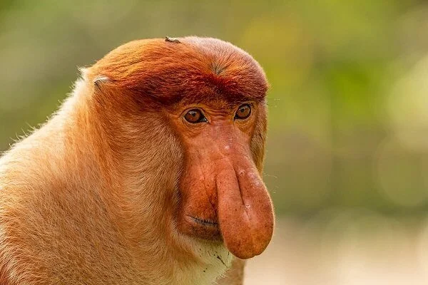 Proboscis monkey resting in a riverside mangrove forest in Borneo