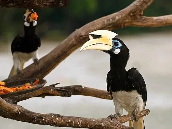Rhinoceros hornbill perched in the rainforest canopy of Kalimantan