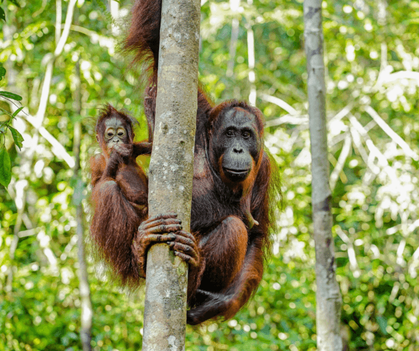 8 Animals of Kalimantan: Borneo Wildlife Guide