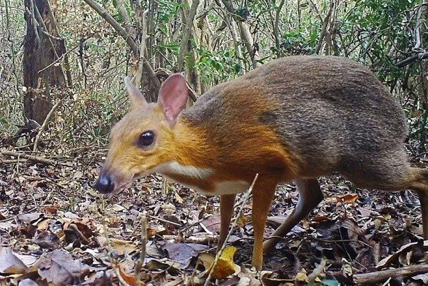 Lesser mouse-deer standing among dense lowland forest vegetation