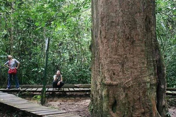 Why Ironwood (Ulin): the Ultimate Termite-Resistant Hardwood ...