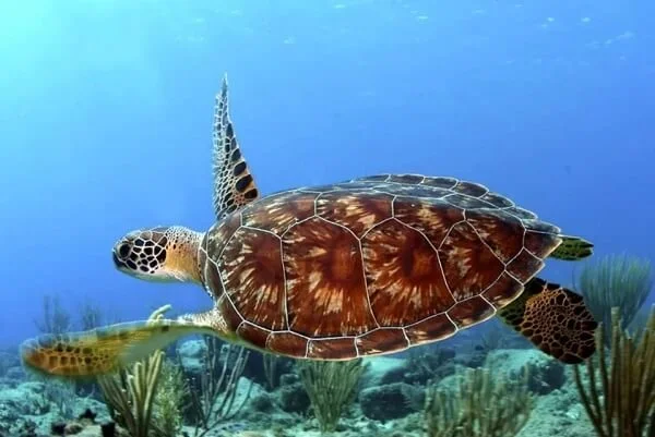 Green sea turtle swimming above a seagrass habitat near Kalimantan