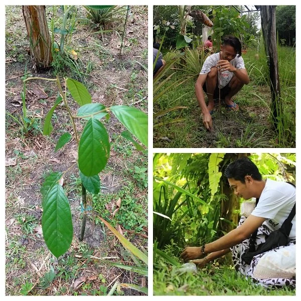 90 new ironwood tree seedlings planted thanks to you! — Kaltimber