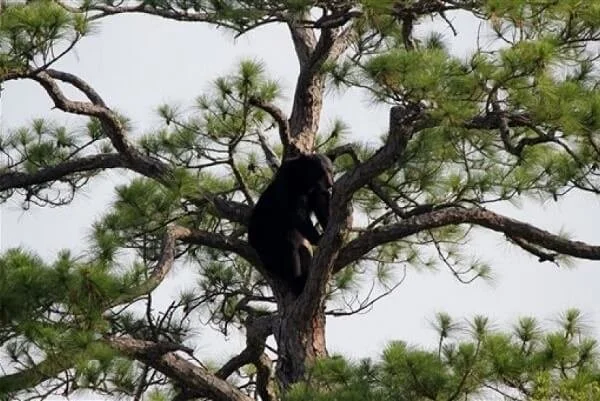Sun bear climbing a tree in the tropical rainforest of Borneo