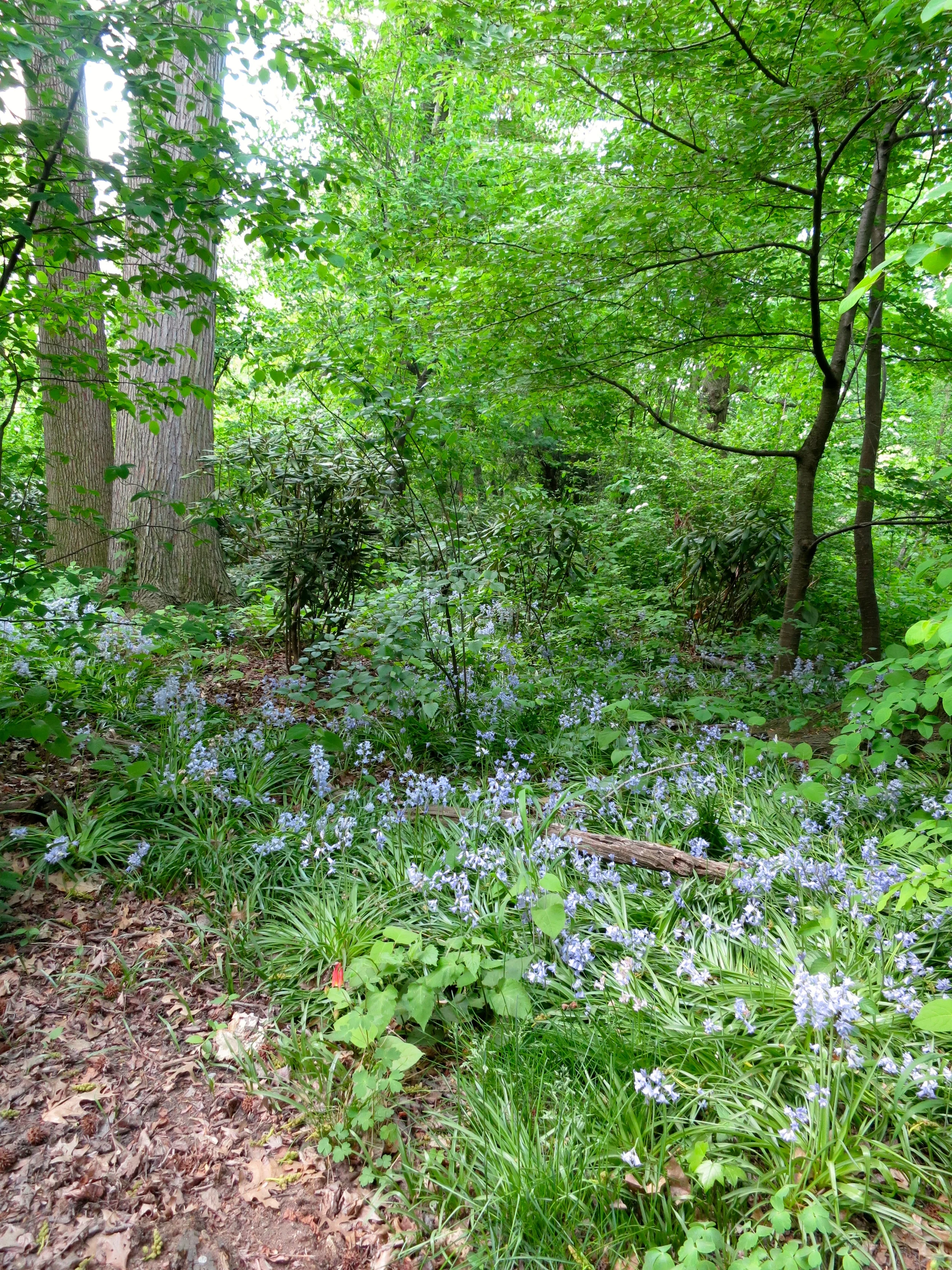 The Ramble, Central Park