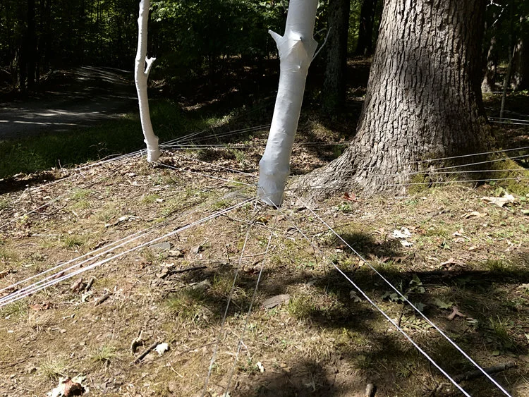 Suspect Revival, 2017