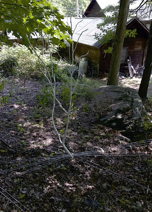 Suspect Revival, 2017