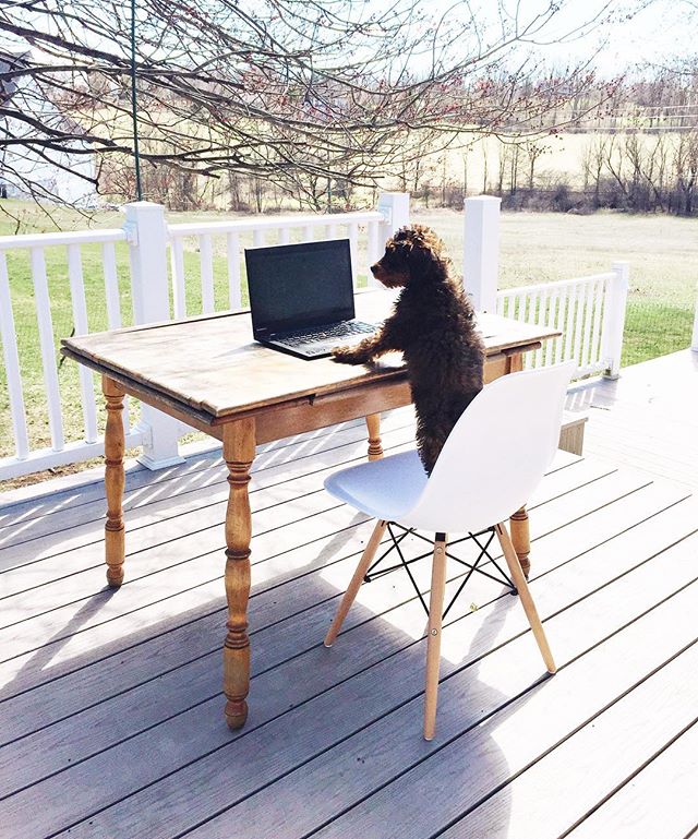 @taco.murphy is definitely a fan of our outdoor office ☀️ #lifeatweddingwire #lacasademurphy #tacomurphy .
.
.
.
.
#theeverygirl #thatsdarling #darlingweekend #bedeeplyrooted #livethelittlethings #darlingmovement #thepursuitofjoyproject #morningslike