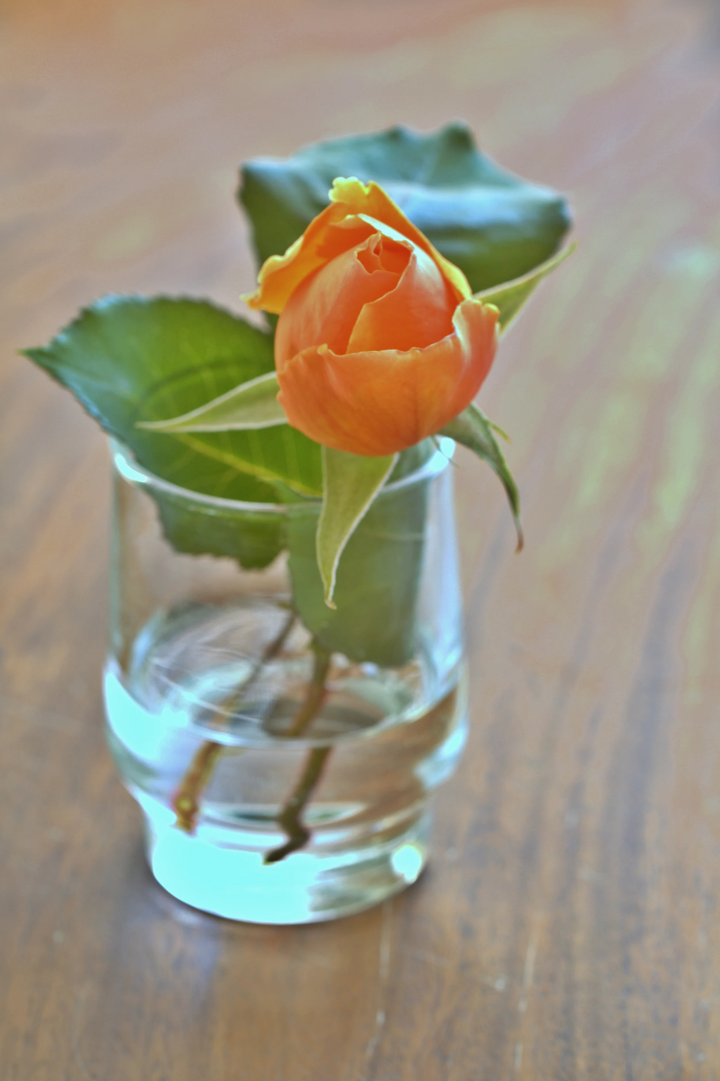 rosew2-_MG_4349.jpg