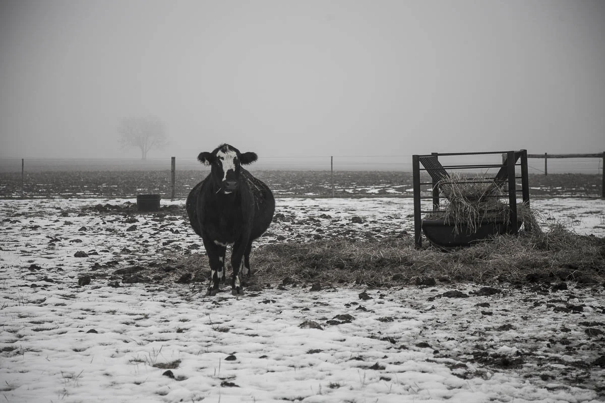 back pasture