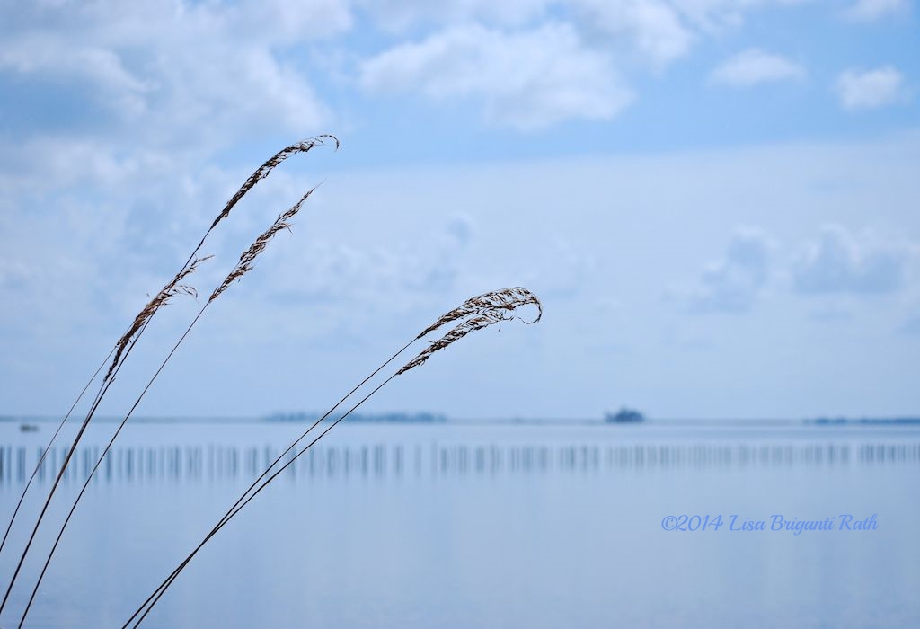Seagrass and Stripes
