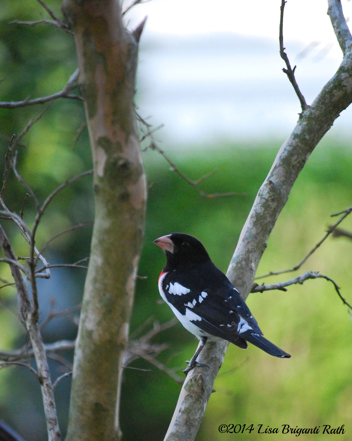 Mama's Bird