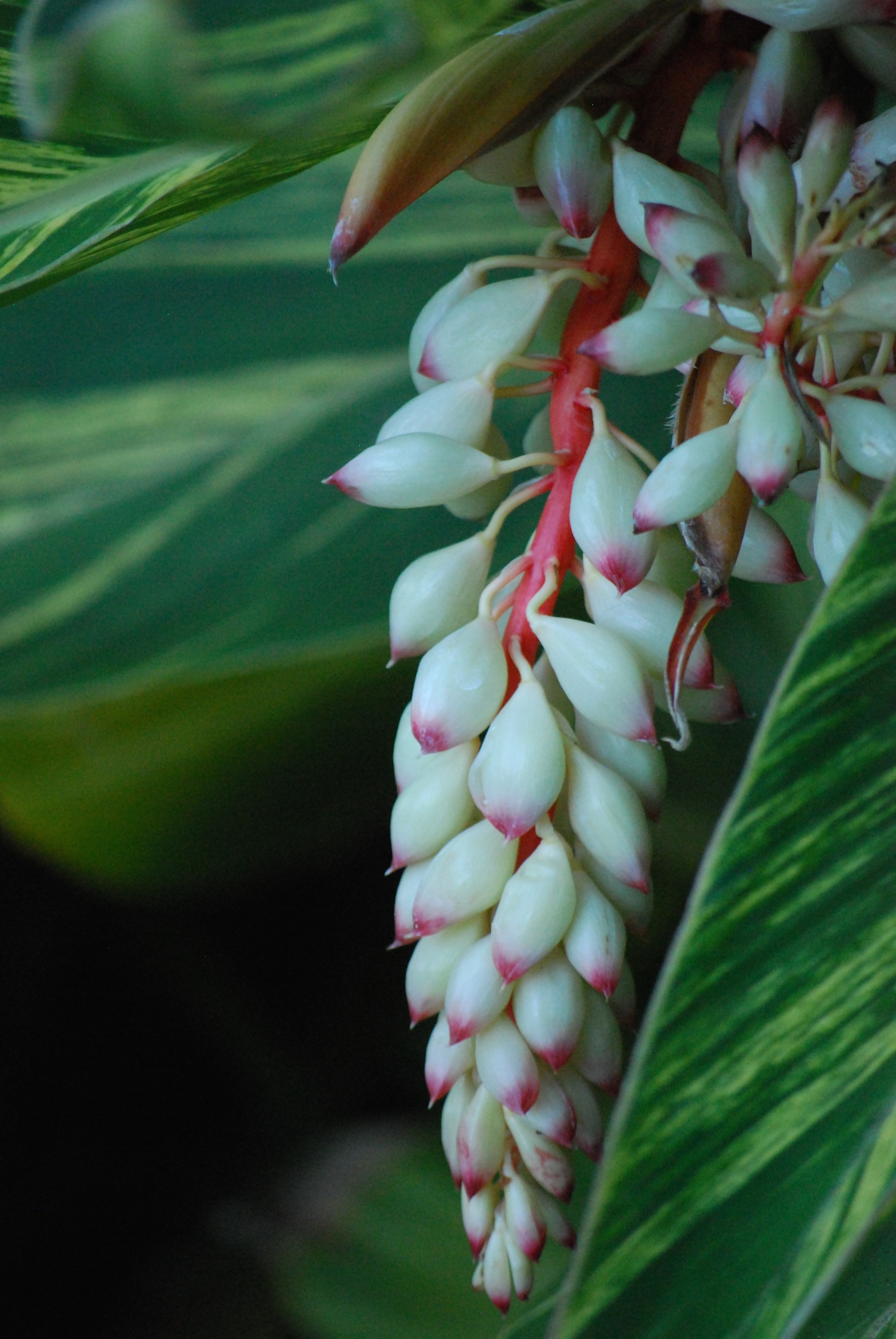 Tropical Blossom