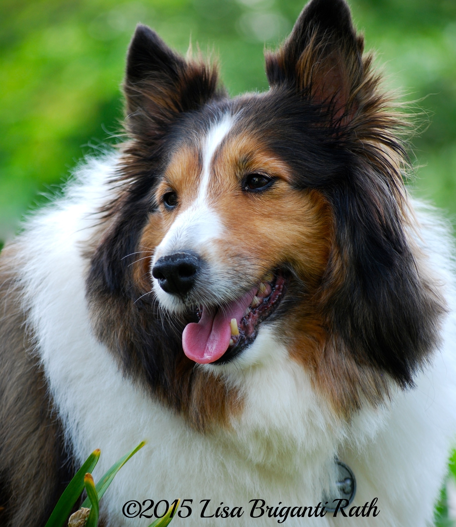 Lucy the Wonder Dog