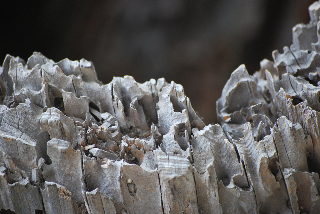 Beach Wood