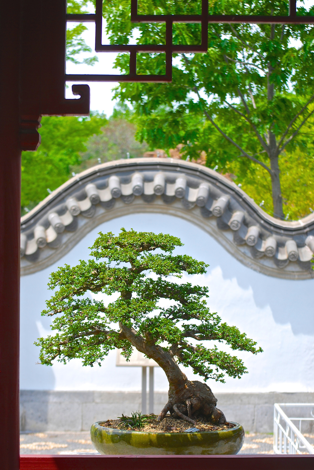 Bonsai