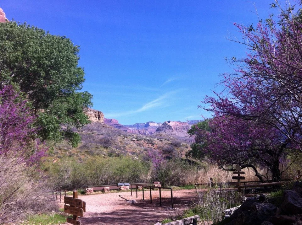 Beautiful Indian Garden was in bloom at the time of our trip