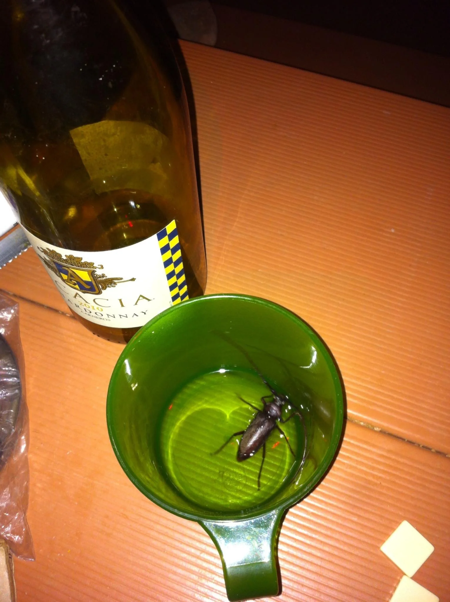 The ENORMOUS beetle that I almost drank