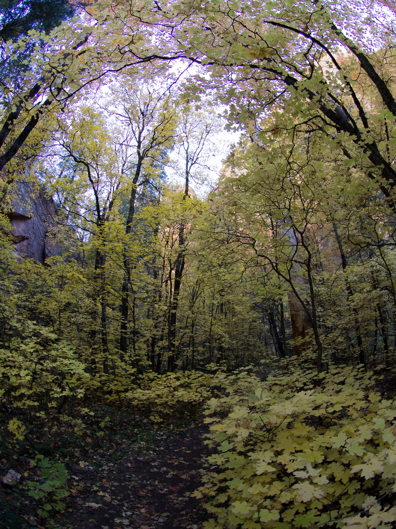 A beautiful green portion of the trail