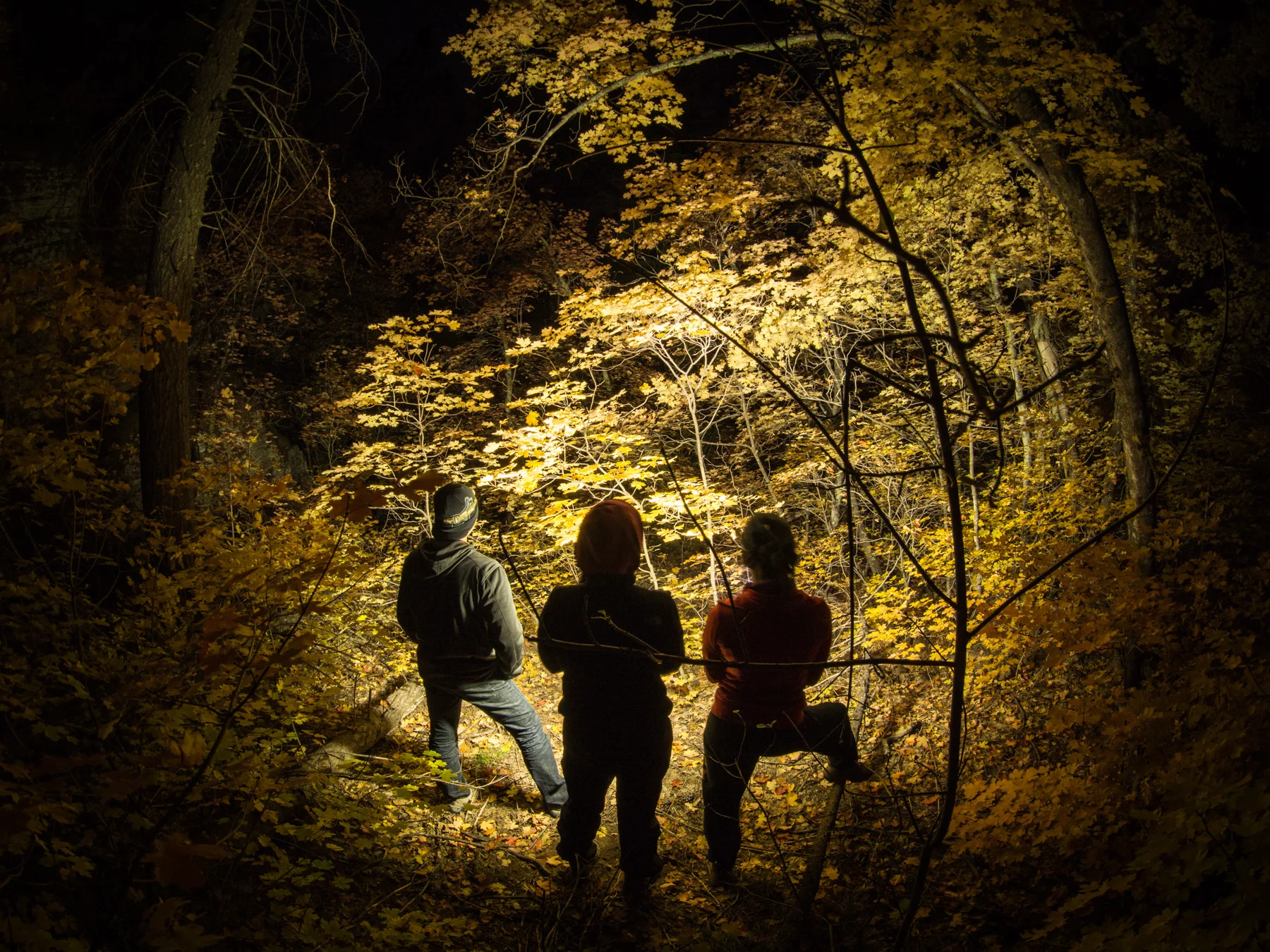 An amazing shot of us looking into the trees with our headlamps