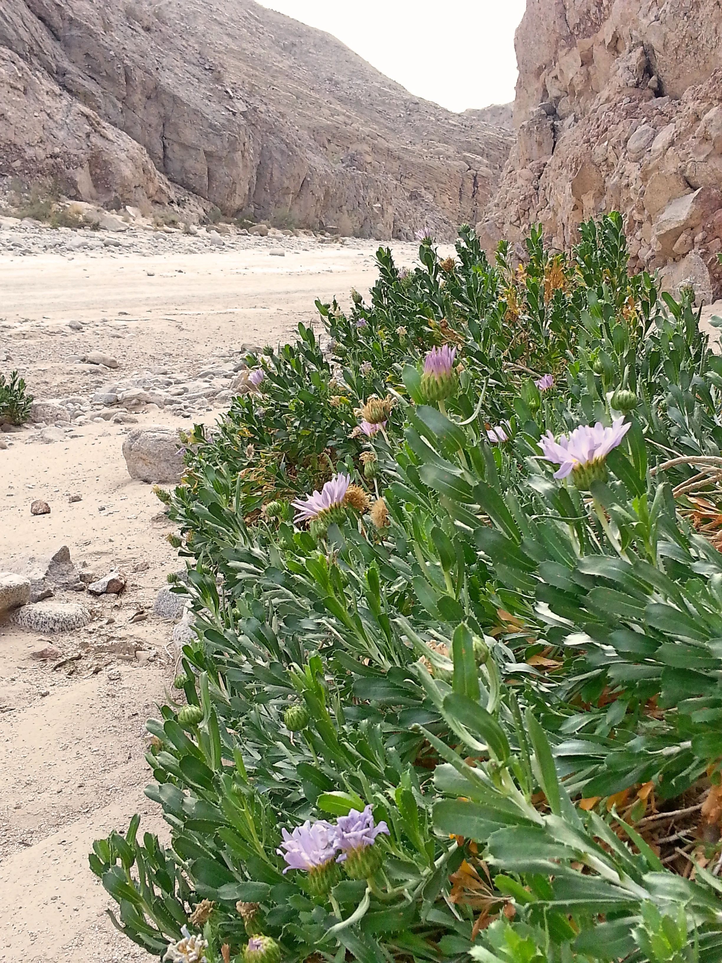 The wildflower blooms on the side of the canyon surprised us