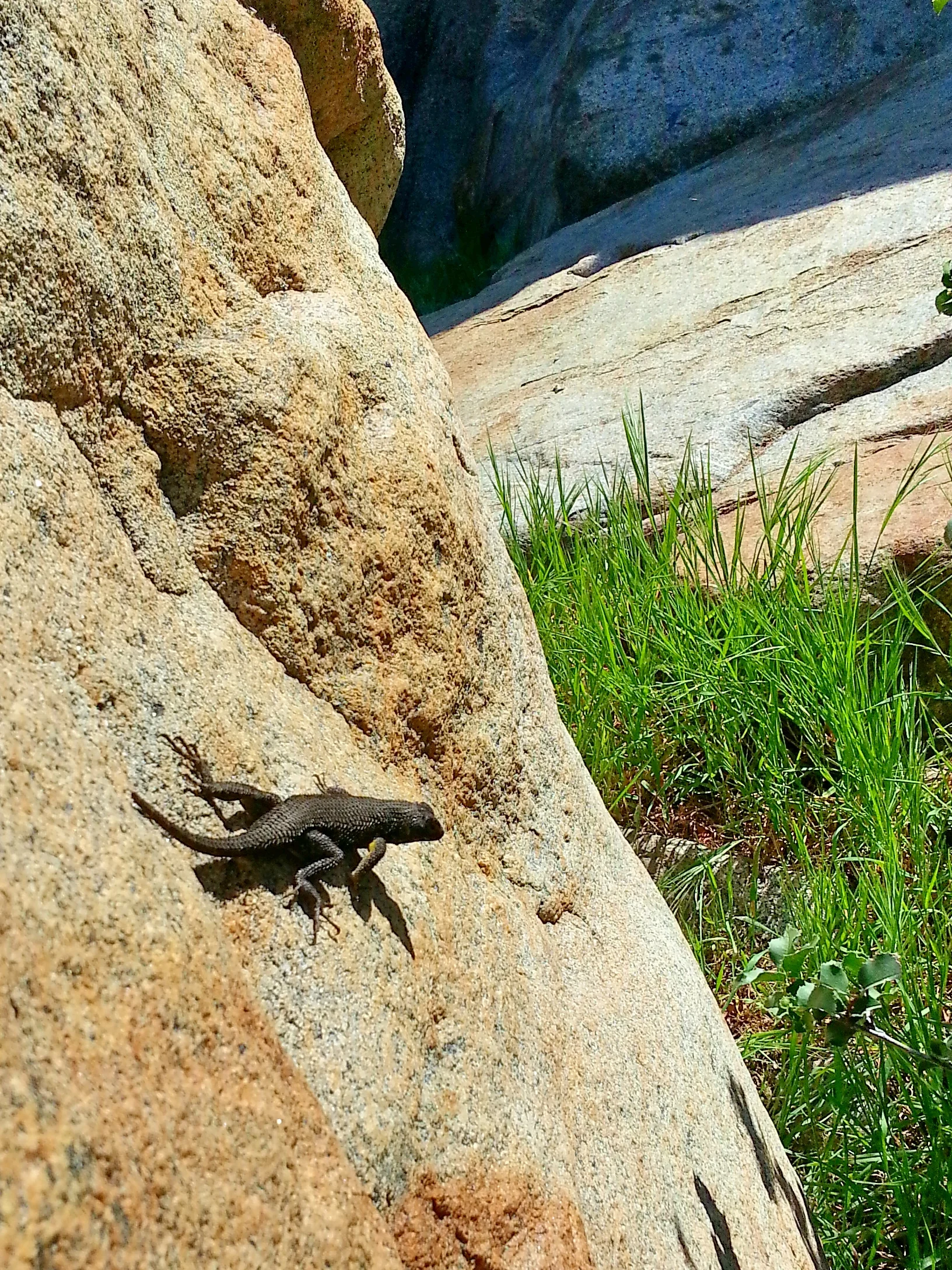 Not much wildlife except some hawks and lots of these lizards