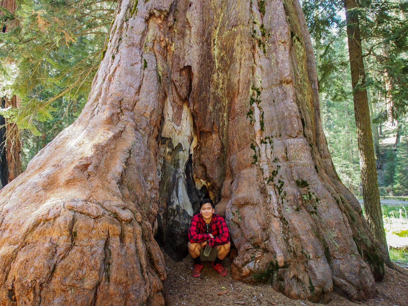 Showing the massive size of the trunks
