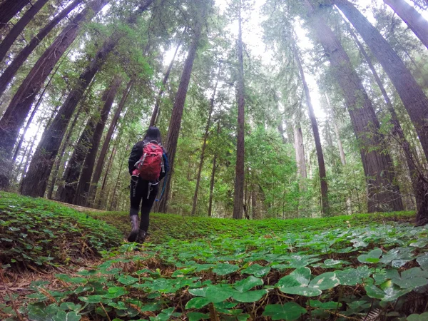 favoriteredwoodhikes.jpg